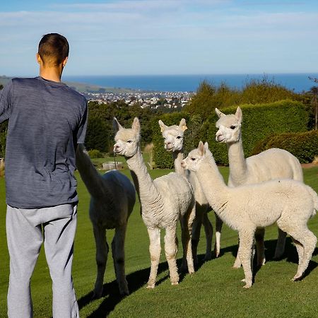 Alpaca Farmstay Ντούνεντιν Εξωτερικό φωτογραφία