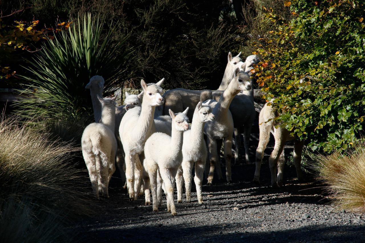 Alpaca Farmstay Ντούνεντιν Εξωτερικό φωτογραφία