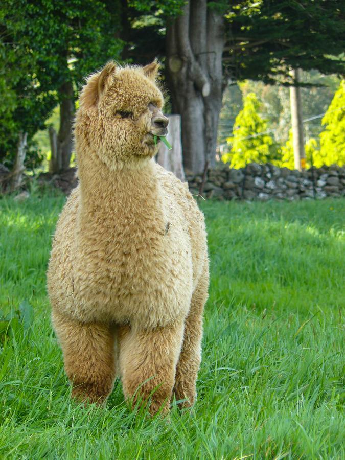 Alpaca Farmstay Ντούνεντιν Εξωτερικό φωτογραφία
